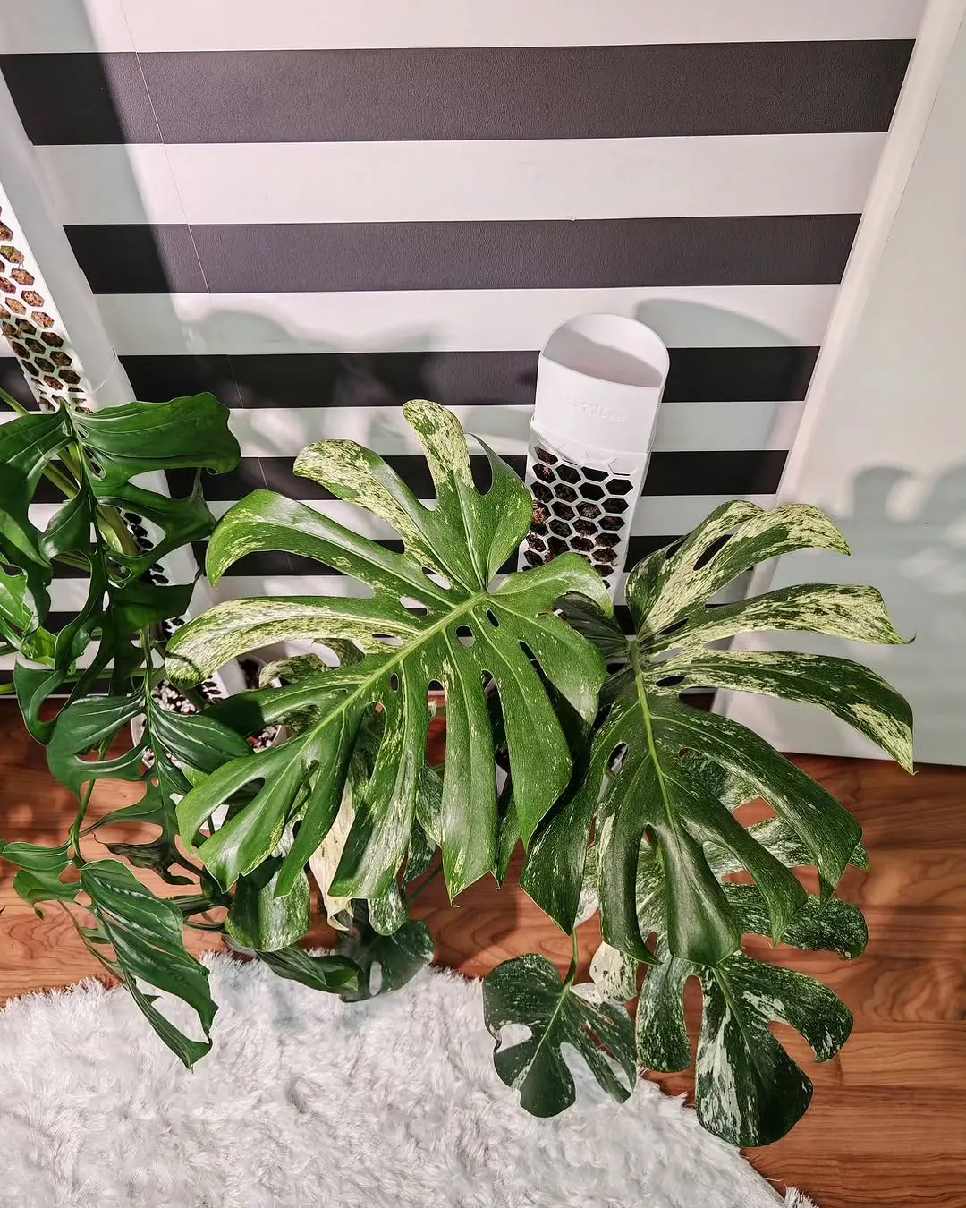 A variegated monstera and a white honeycomb moss pole in front of my black-and-white striped wall
