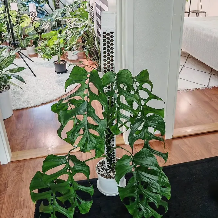 Monstera adansonii climbing a moss pole by the door
