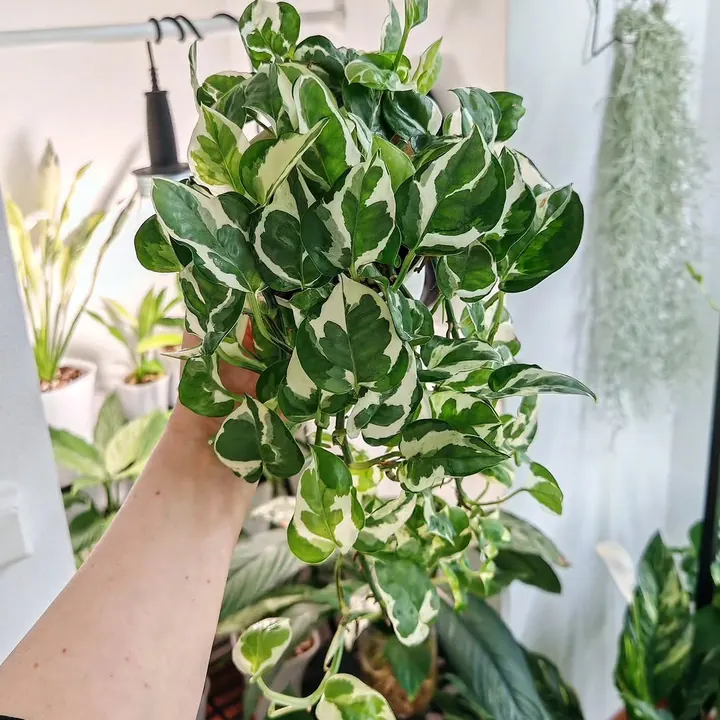 Holding a trailing pothos