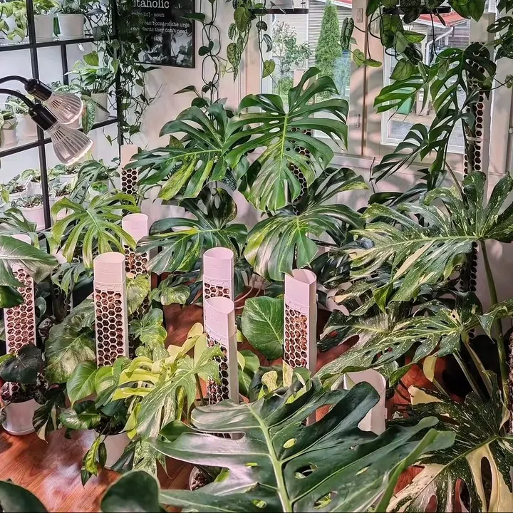 Monsteras on pink honeycomb moss poles