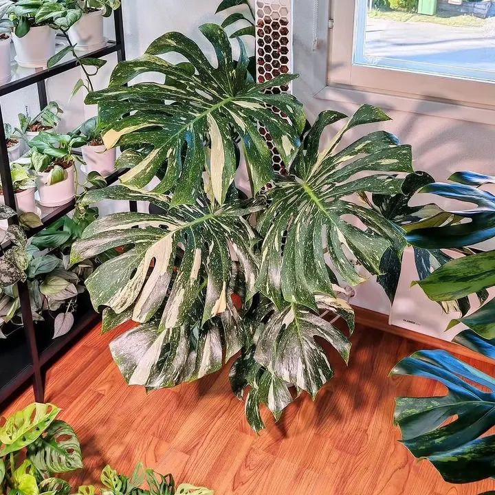 A variegated monstera on a white honeycomb pole