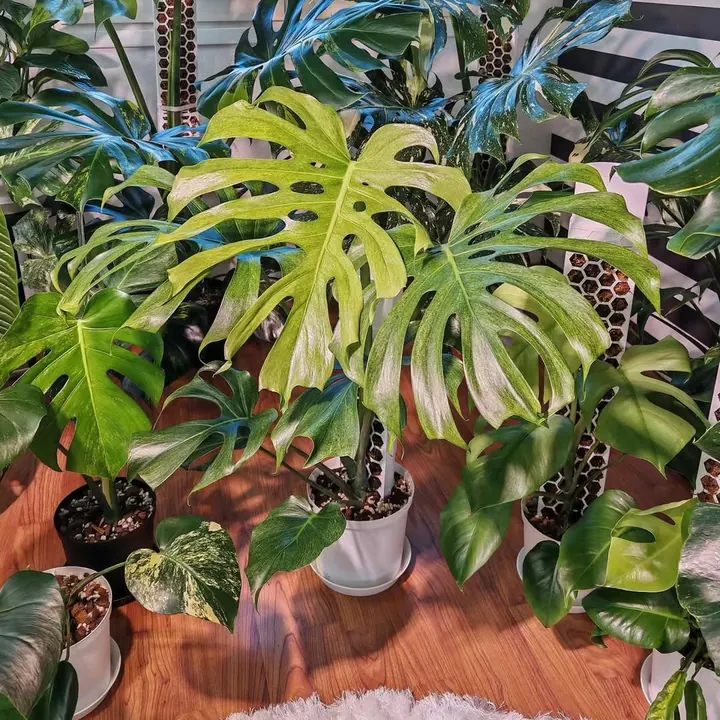 Monsteras in front of the striped wall