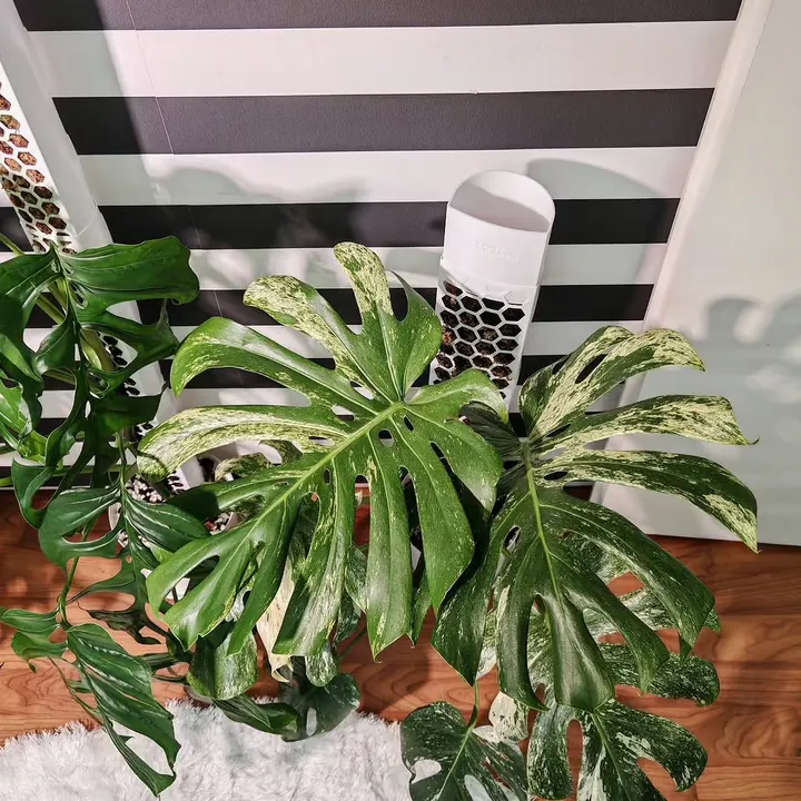 A variegated monstera on a white rug