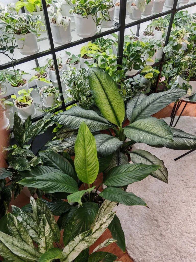 Big leafy plants on the floor in a corner of my green room