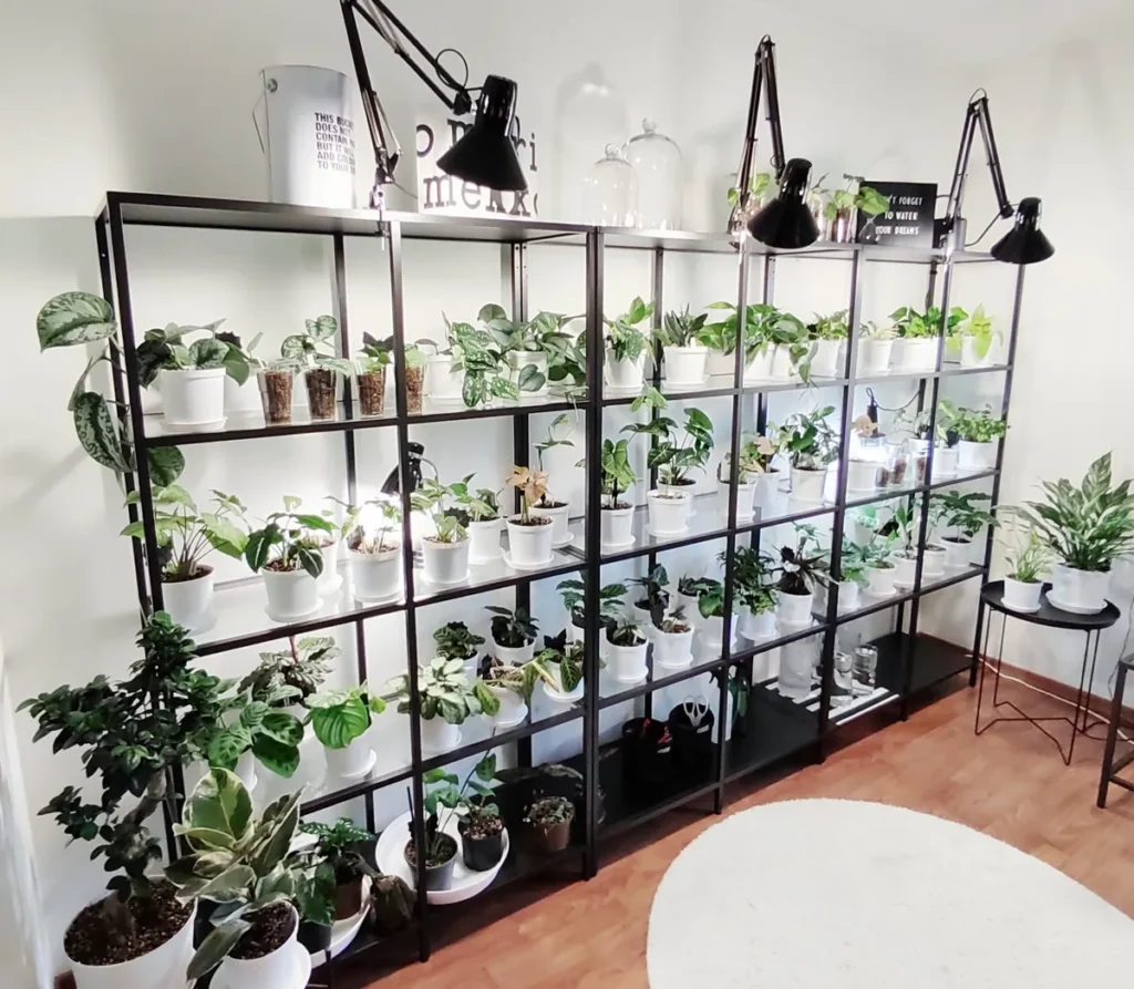 Black metal shelves full of plants in white pots, with black desk lamps clamped to the top