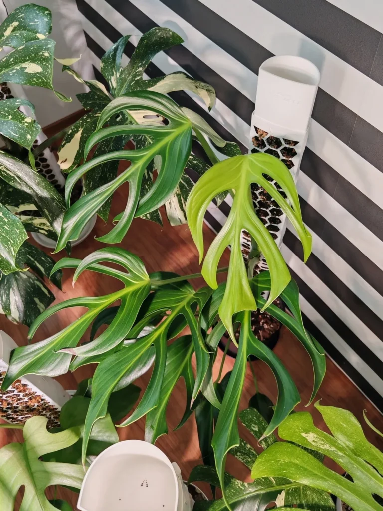 A climbing plant on a white honeycomb moss pole against the striped wall