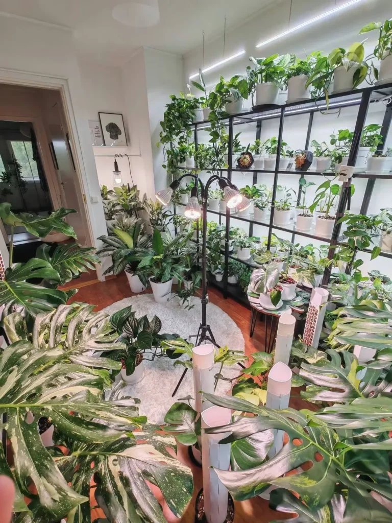My green room packed with plants under shelf lights and a multi-head grow light on a tripod