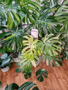 Green and variegated Monsteras crowding a room, some of them climbing honeycomb moss poles