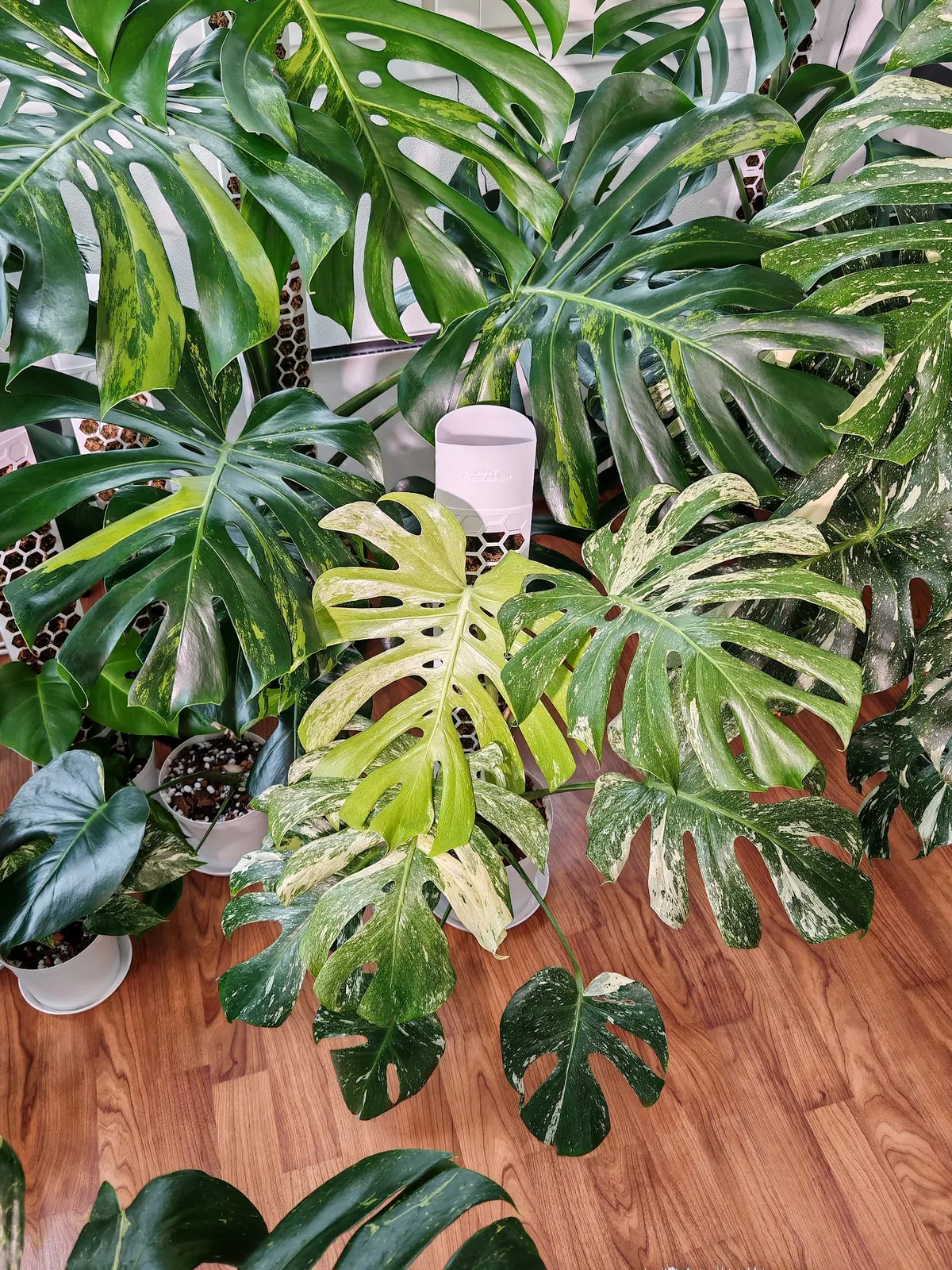 Plant Friends & a Growing Community