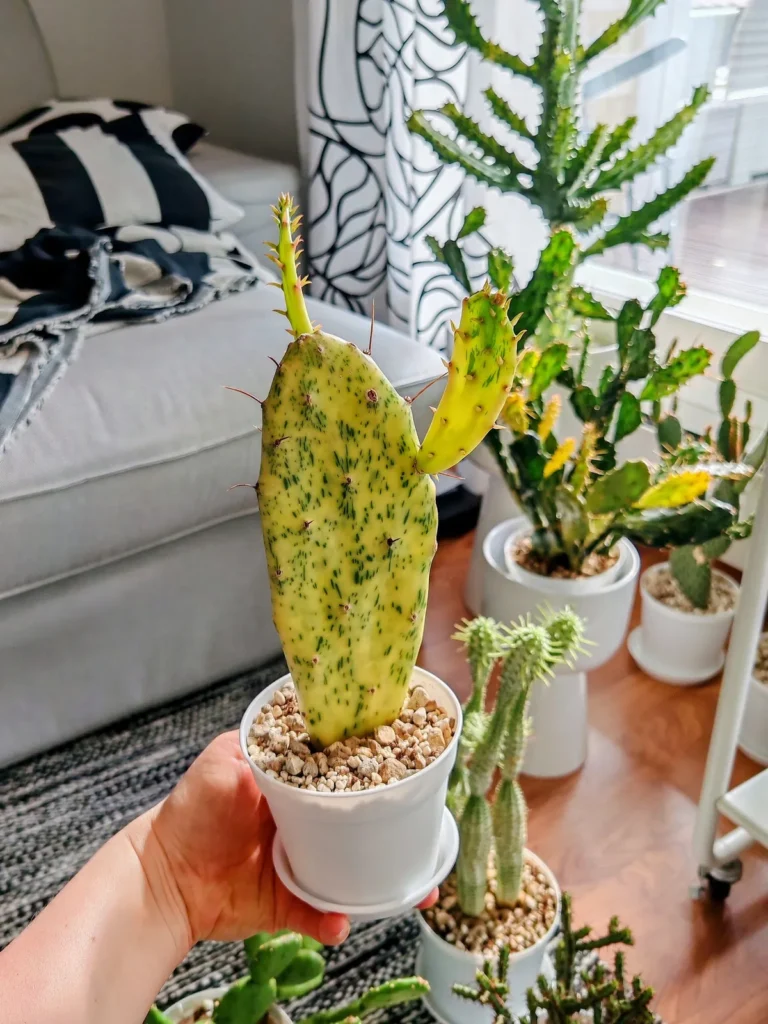 My hand holding a small potted cactus with yellow-green pads, more cacti on the floor behind it