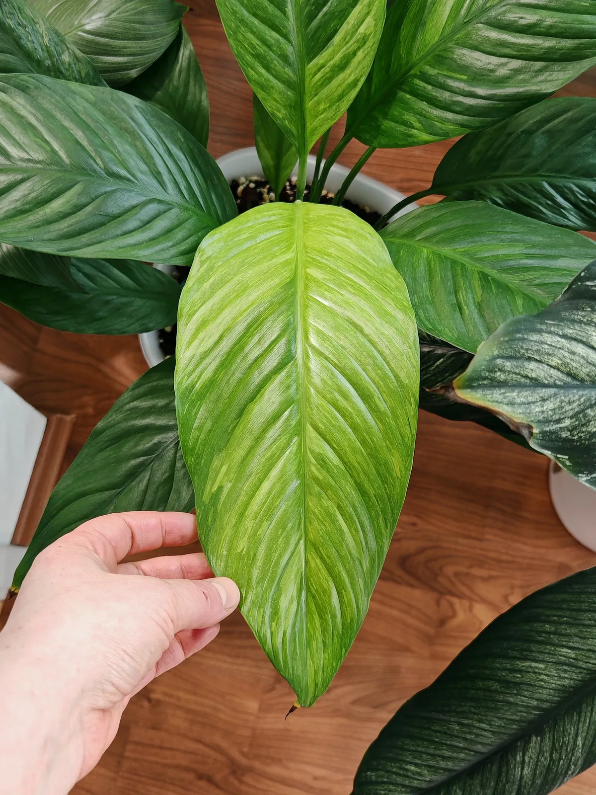 Overwatering: When Too Much Love Kills Your Plants