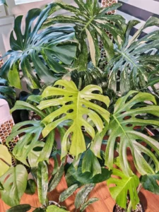 Large variegated Monstera leaves in my plant room