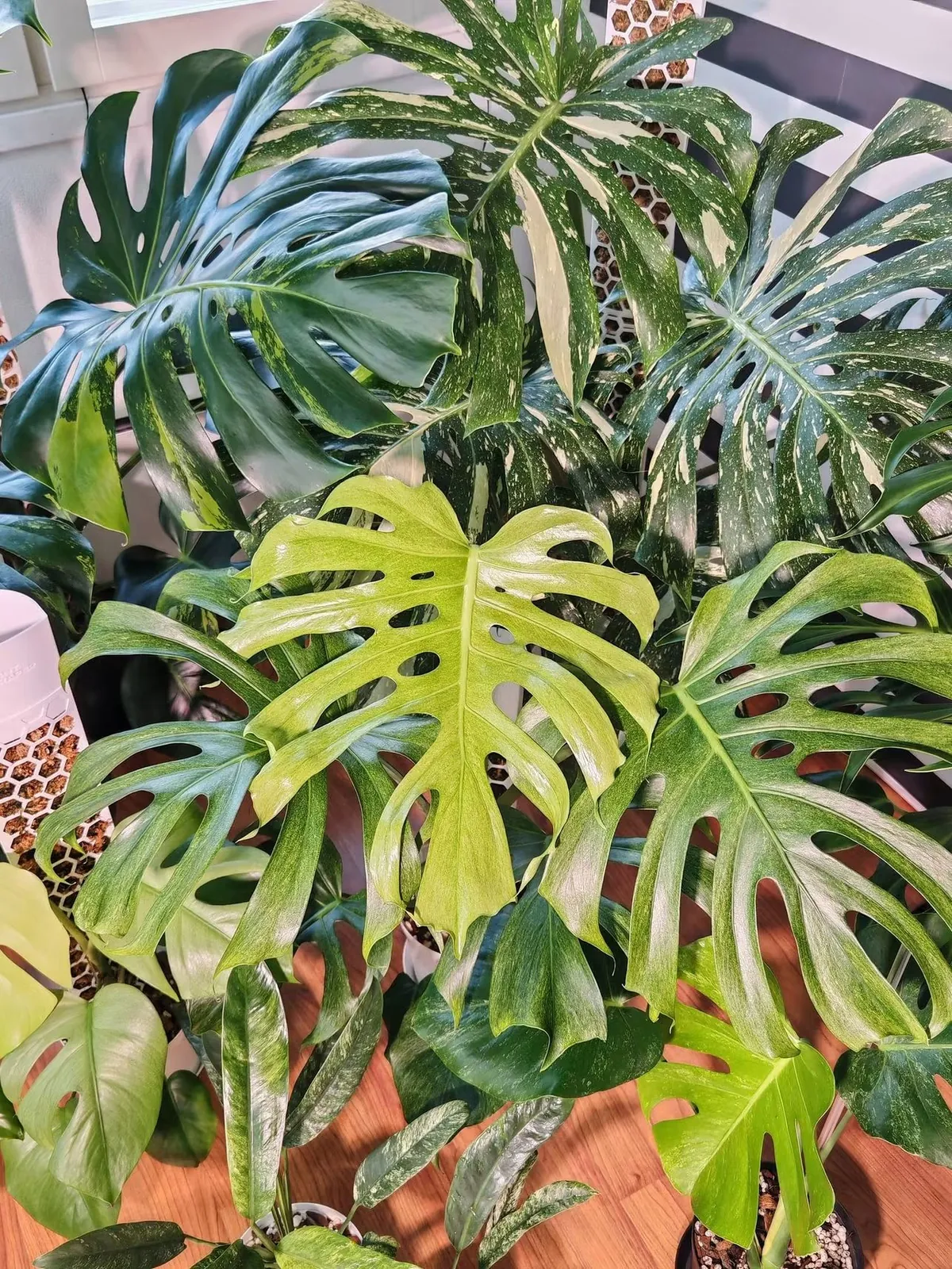 From Three Houseplants to a Monstera Obsession