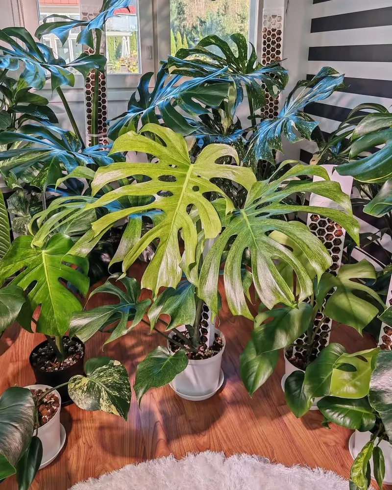 Three Years of Moss Poles: How PlantScraper Changed My Plant Journey