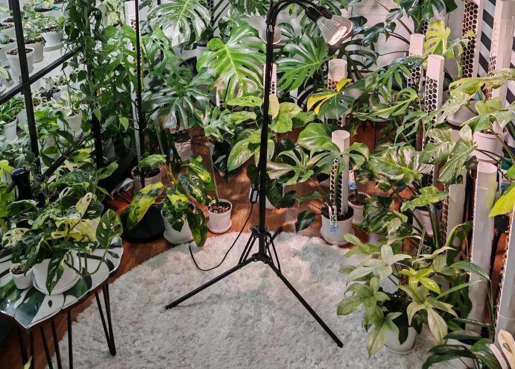 A multi-head grow light on a black tripod among Monsteras and white moss poles on a fluffy rug