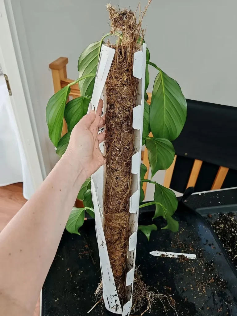 An opened moss pole section held up in my hand, its moss packed with a mass of roots and a climbing plant attached