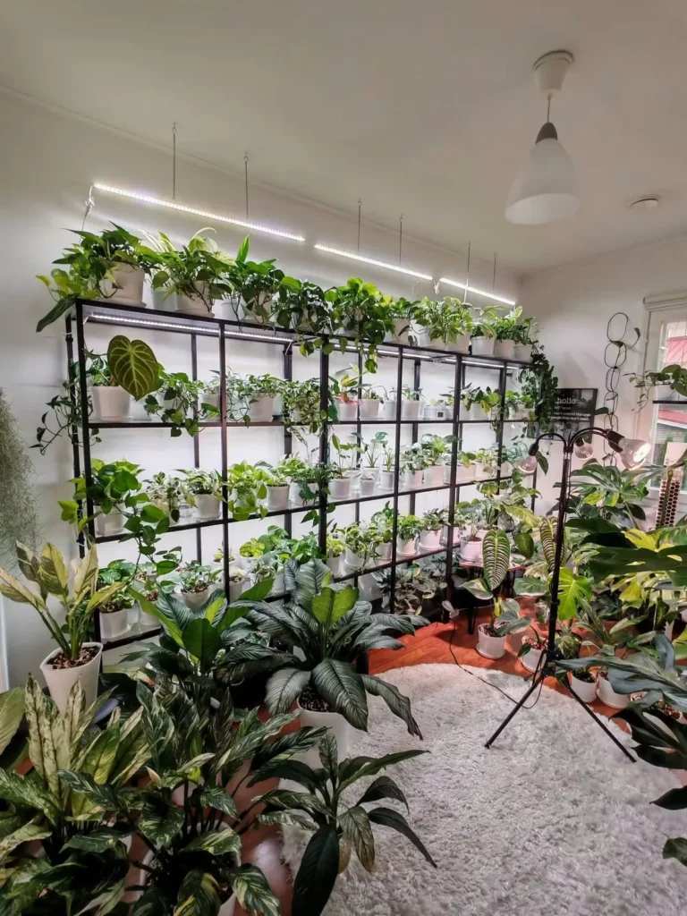 My plant room with grow lights above black shelves full of plants