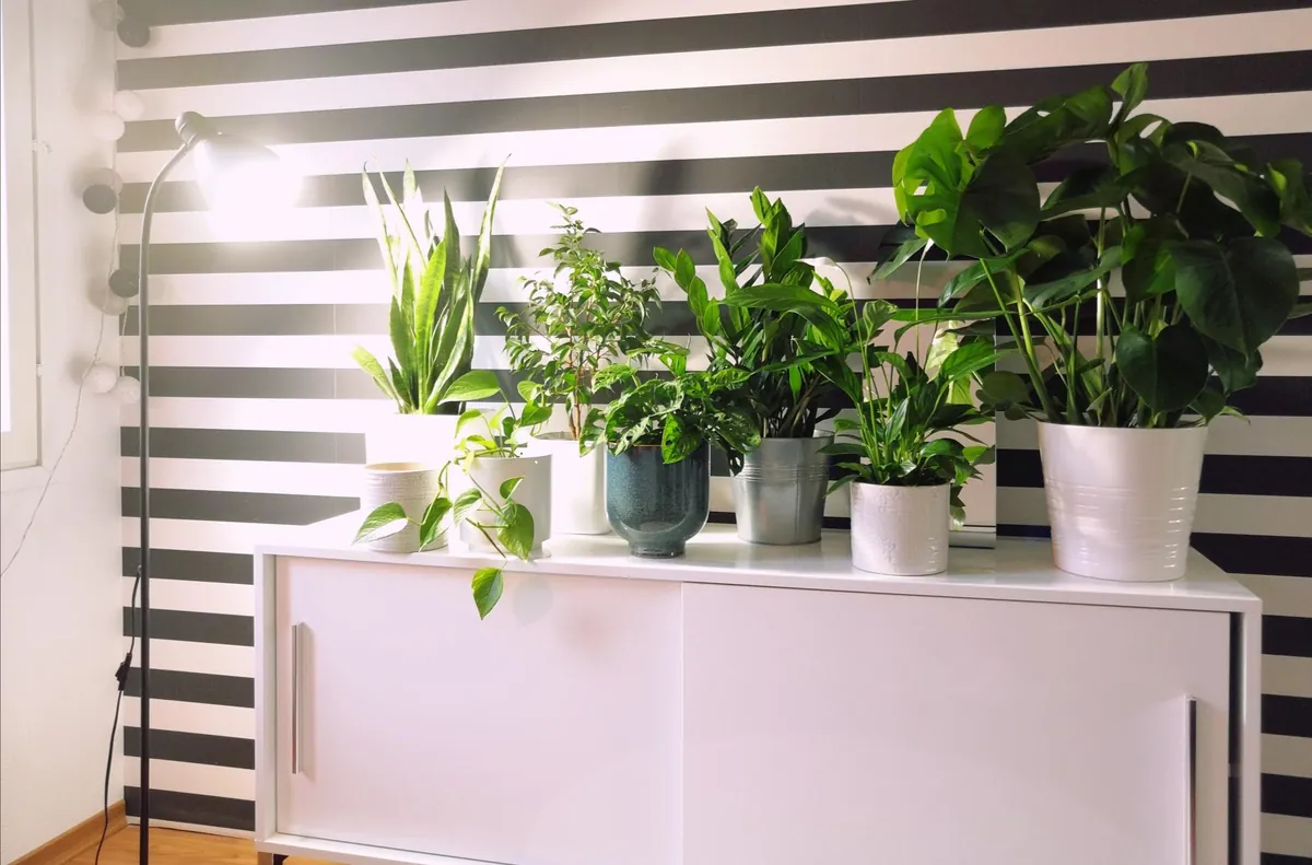 Let There Be Light! My Houseplant Lighting Journey