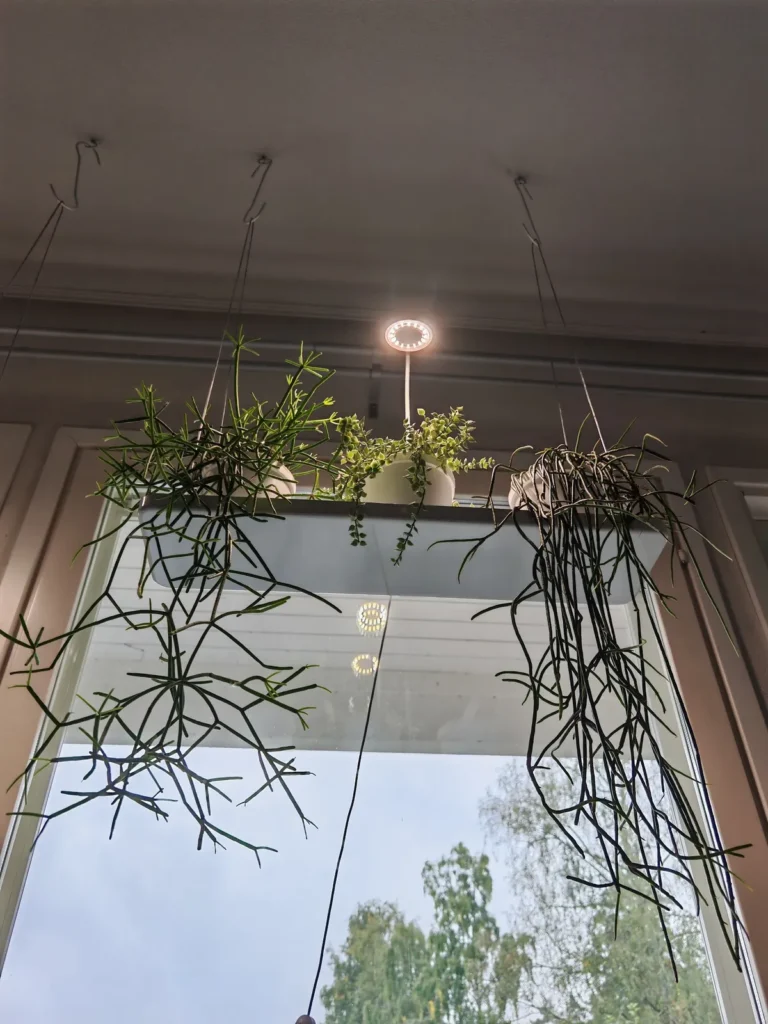 A ring-shaped clip-on grow light above trailing plants on a hanging shelf in front of a window