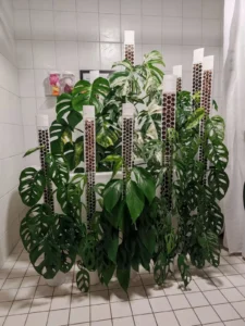 Rows of Monsteras climbing tall white honeycomb moss poles against white tiles