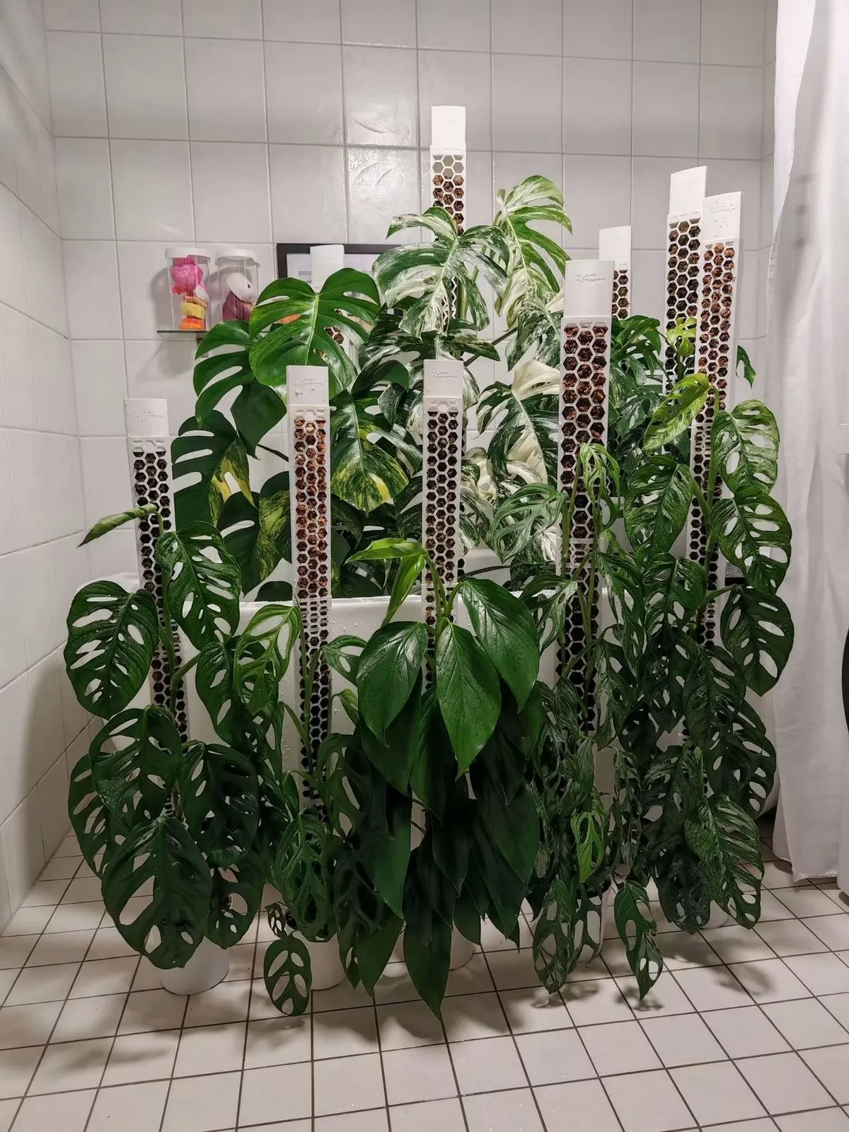 Aerial Roots & Moss Poles: Let Your Monsteras Climb!