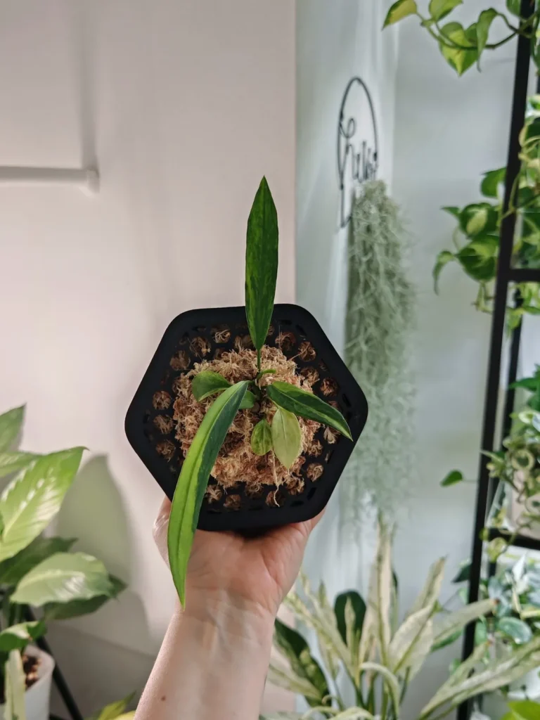A small plant in a black hexagonal pot held up in my hand