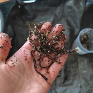 A tangle of dark roots flecked with chunky substrate in an open hand, a clear pot of substrate behind