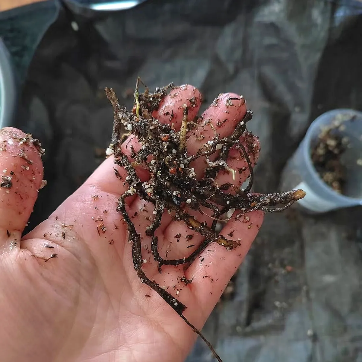 The Day I Accidentally Melted My Plant Roots