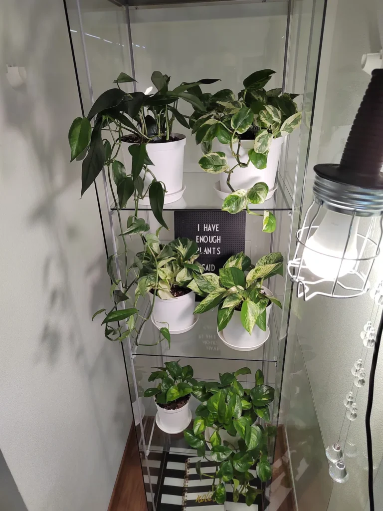 Variegated pothos in white pots on glass shelves, with a letter board reading "I have enough plants said"