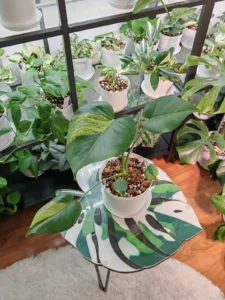 A young plant in a white pot of chunky aroid mix on a leaf-patterned side table