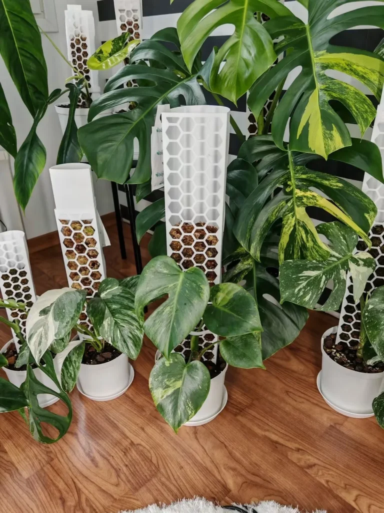Young plants in white pots in front of white honeycomb moss poles that stand far taller than them