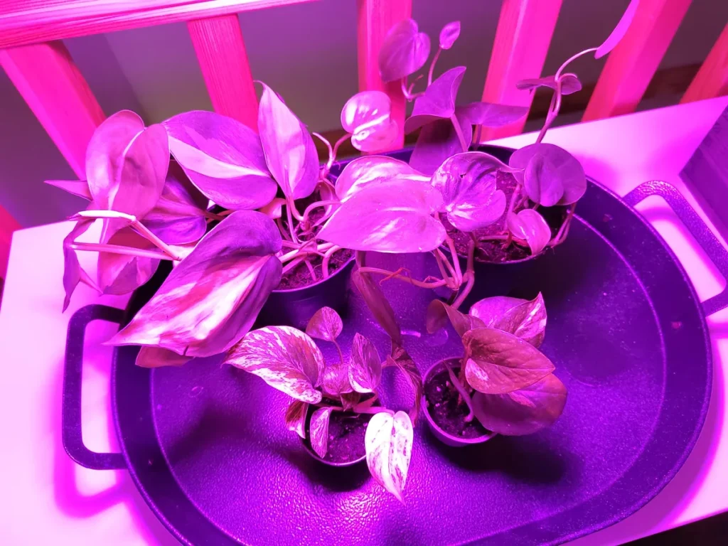 Young trailing plants in small pots under a pinkish-purple grow light